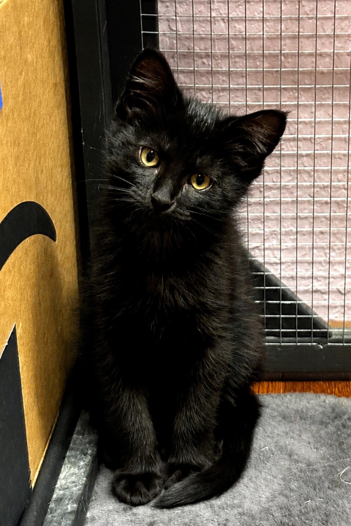 Walter, adopted, Kitten Male Domestic Short Hair.