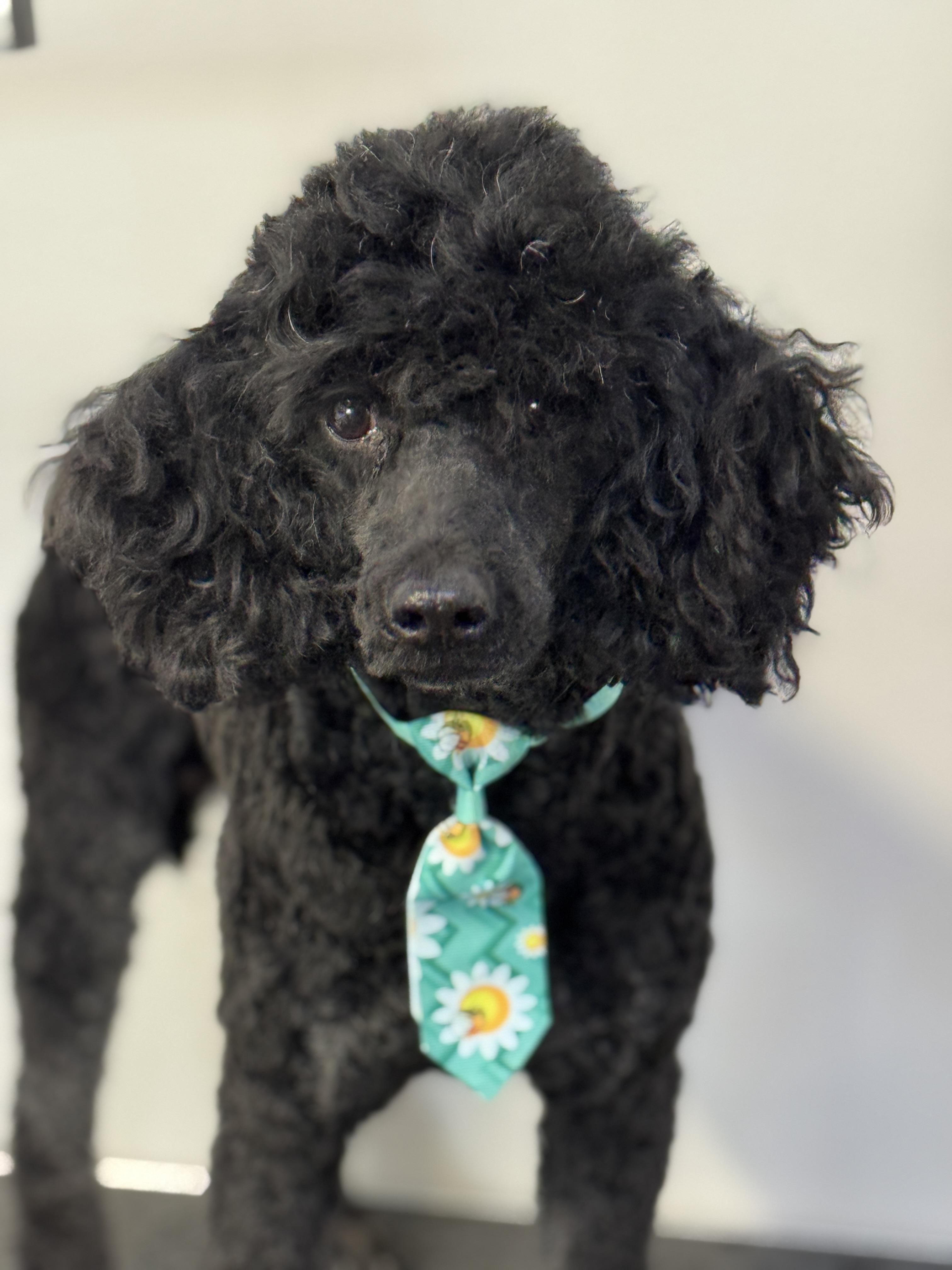 Enlarge Desmond , a Adoptable Miniature Poodle in Richmond, VA image 5/6