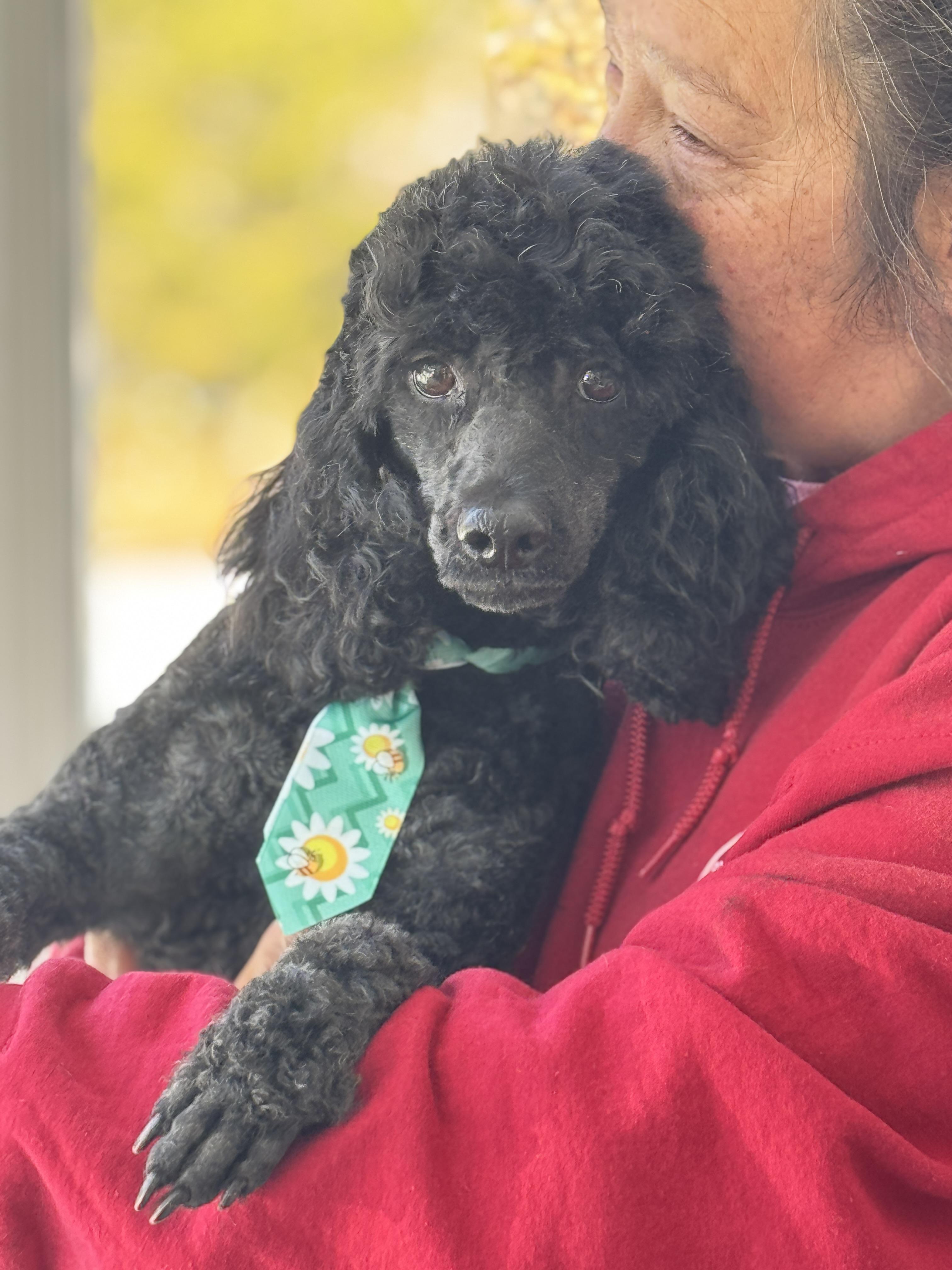 Enlarge Desmond , a Adoptable Miniature Poodle in Richmond, VA image 6/6