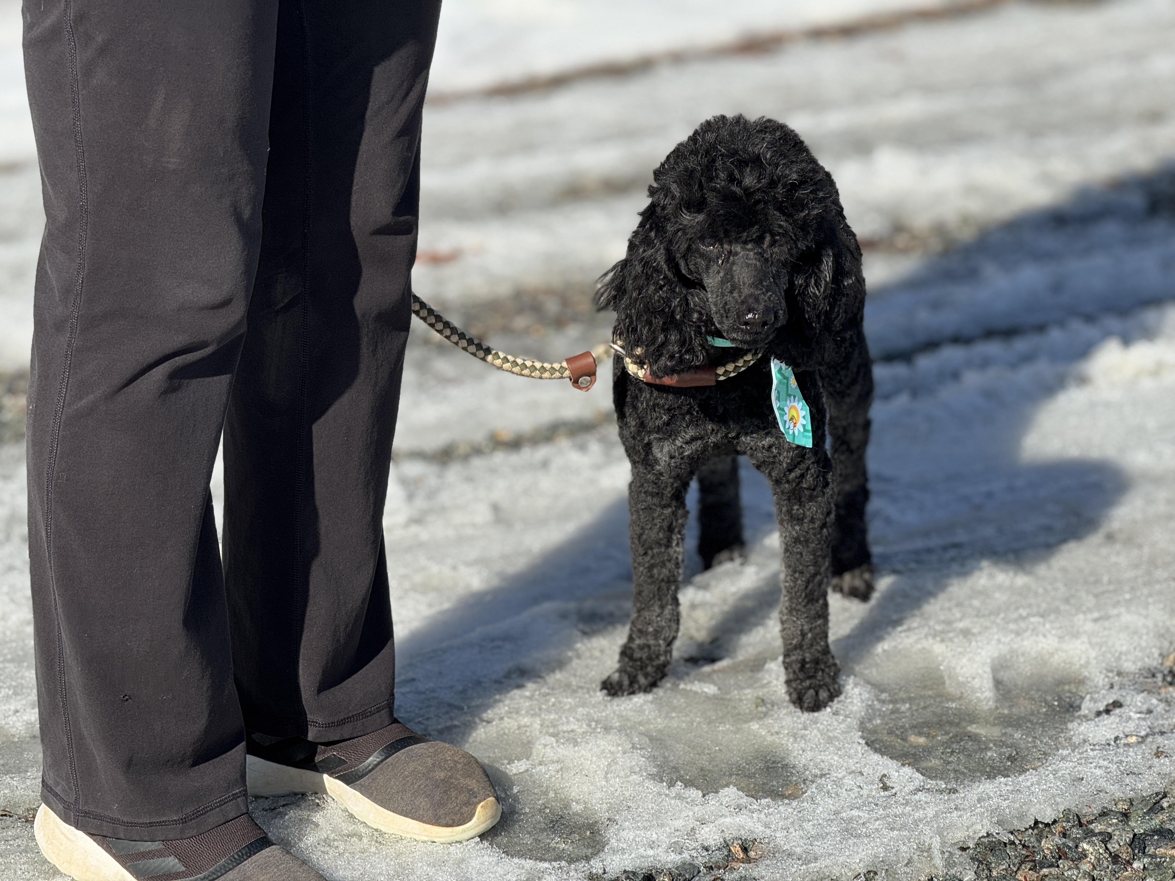 Enlarge Desmond , a Adoptable Miniature Poodle in Richmond, VA image 3/6