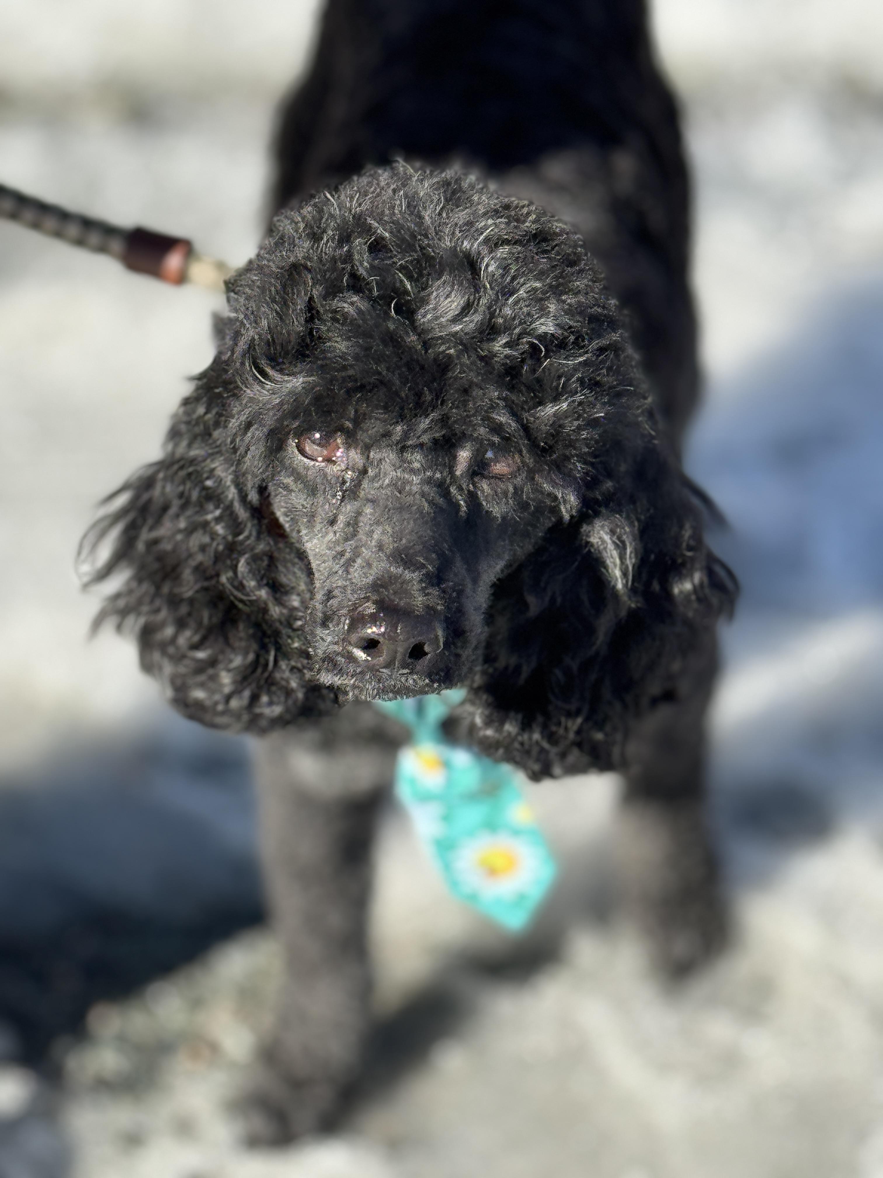 Desmond , Adoptable, Adult Male Miniature Poodle.