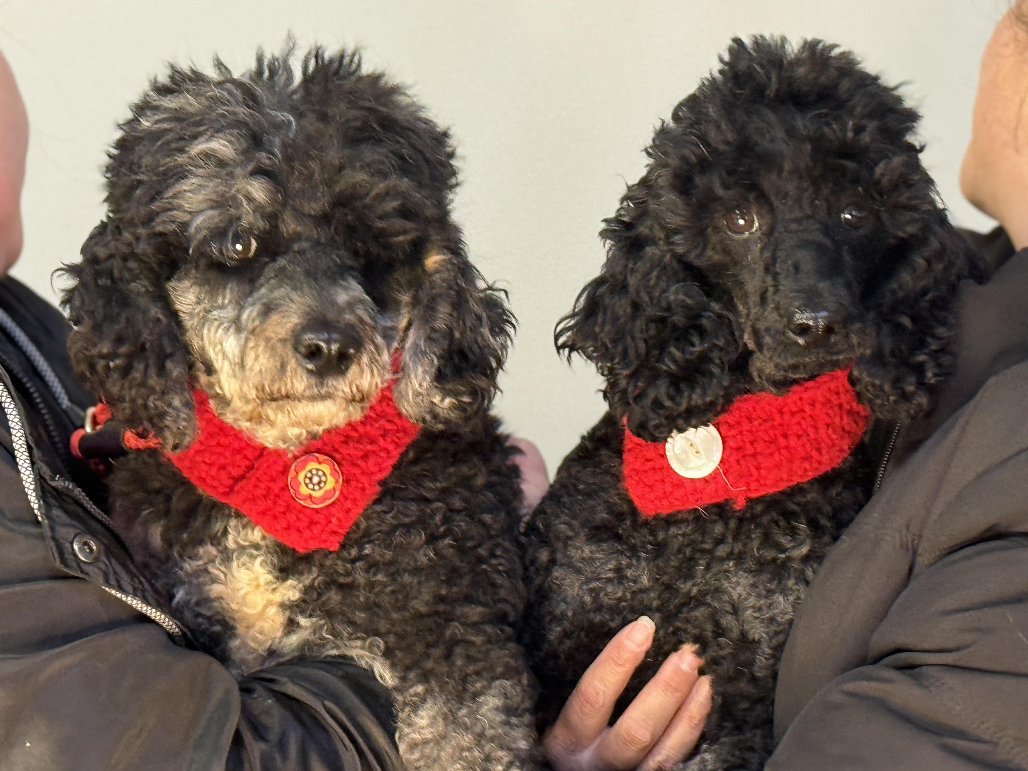 Enlarge Desmond , a Adoptable Miniature Poodle in Richmond, VA image 2/6