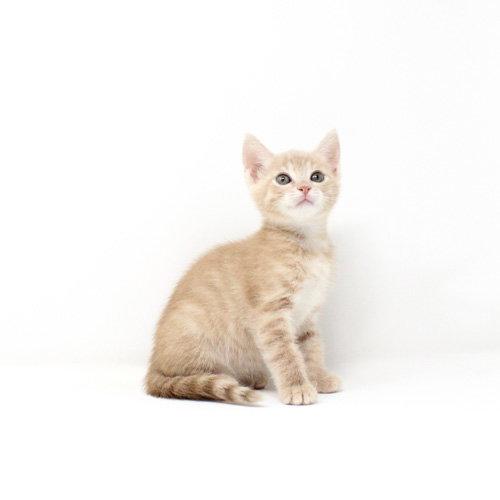 Crumpet, Adopted, Kitten Female Domestic Short Hair.