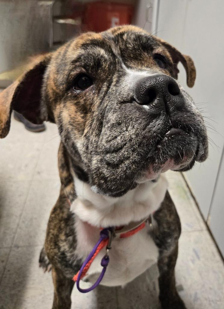 Jagger, Adoptable, Adult Male Bull Terrier.