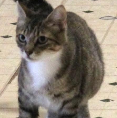 Enlarge Spicy - 20% off , an adoptable mixed breed in Gladstone, OR image 3/6