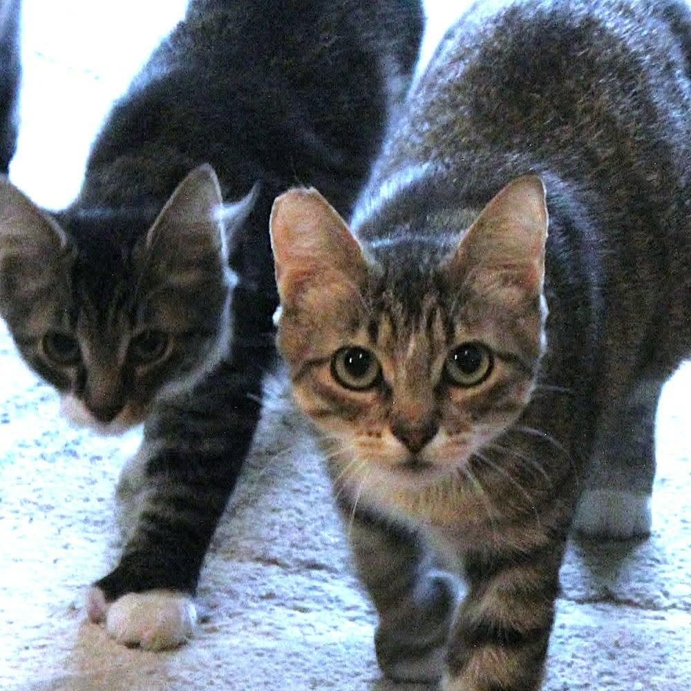 Enlarge Spicy - 20% off , an adoptable mixed breed in Gladstone, OR image 4/6