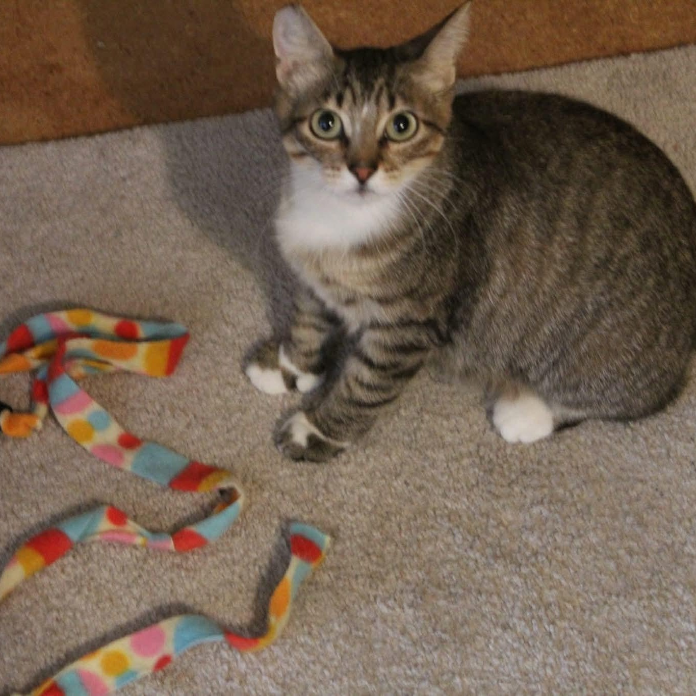 Spicy - 20% off , adoptable, Adult Female Domestic Short Hair & Extra-Toes Cat / Hemingway Polydactyl.