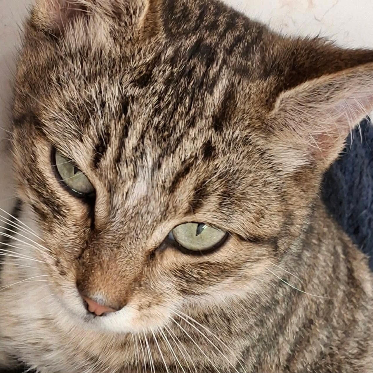 Enlarge Spicy - 20% off , an adoptable mixed breed in Gladstone, OR image 5/6