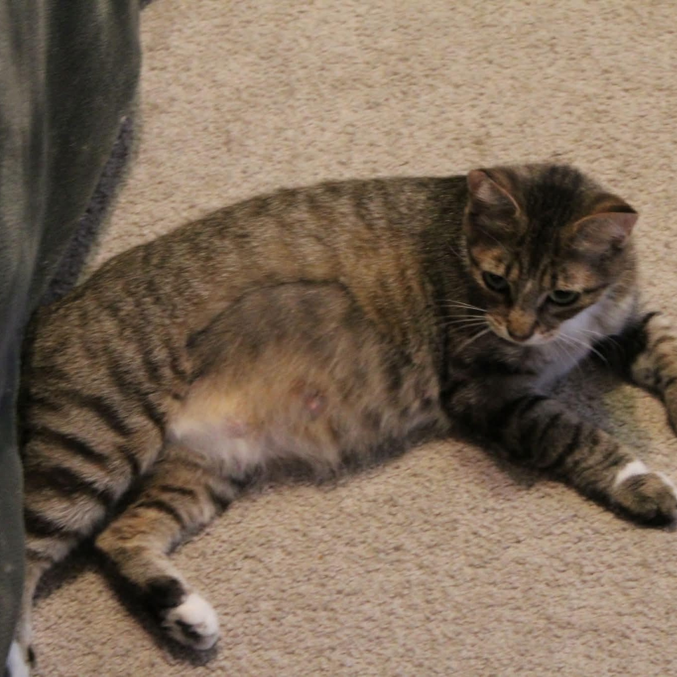 Enlarge Spicy - 20% off , an adoptable mixed breed in Gladstone, OR image 6/6