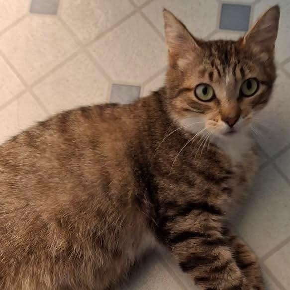 Enlarge Spicy - 20% off , an adoptable mixed breed in Gladstone, OR image 2/6