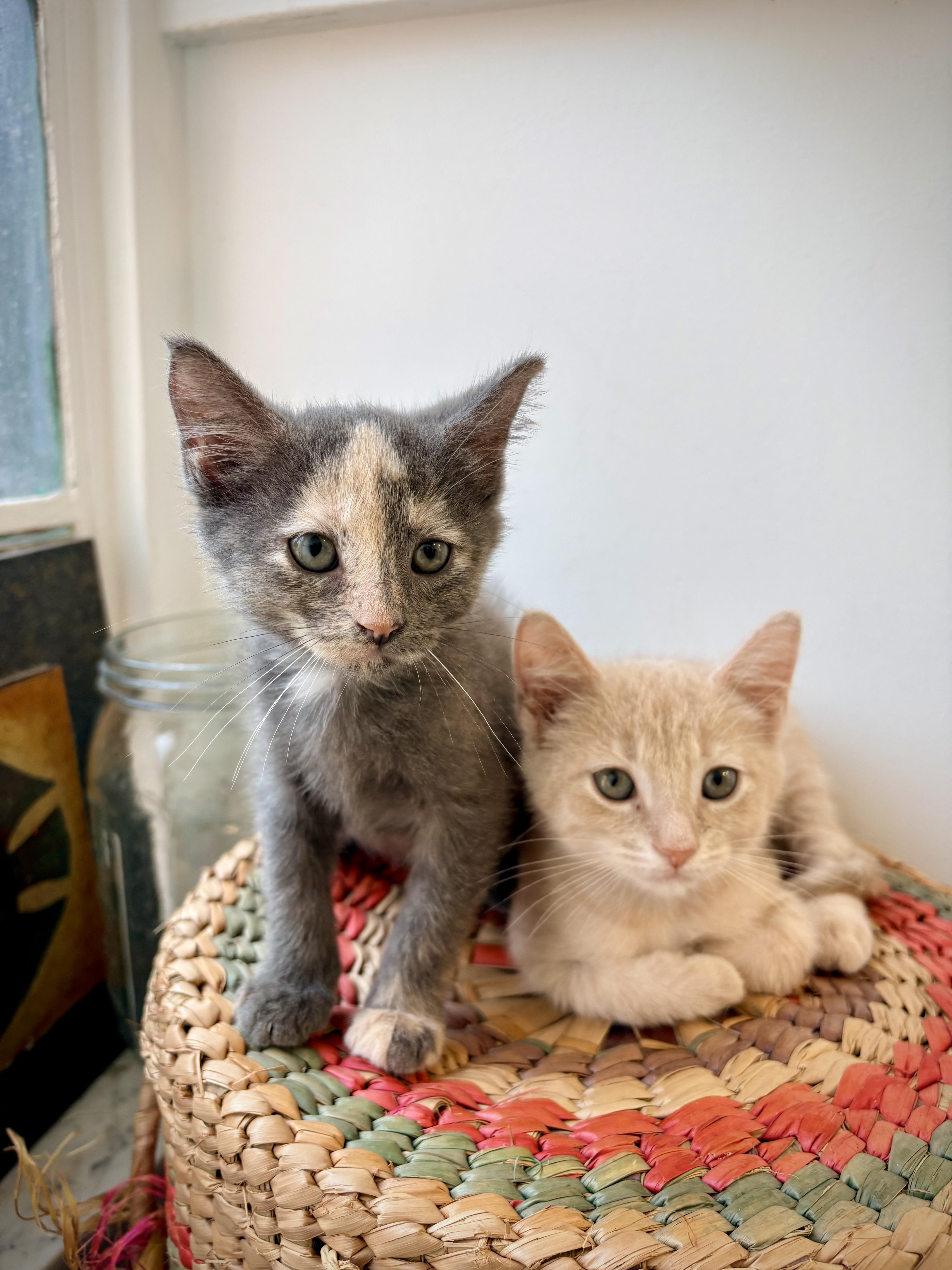 Noodle, an adopted Domestic Short Hair in Kalamazoo, MI image 5/5
