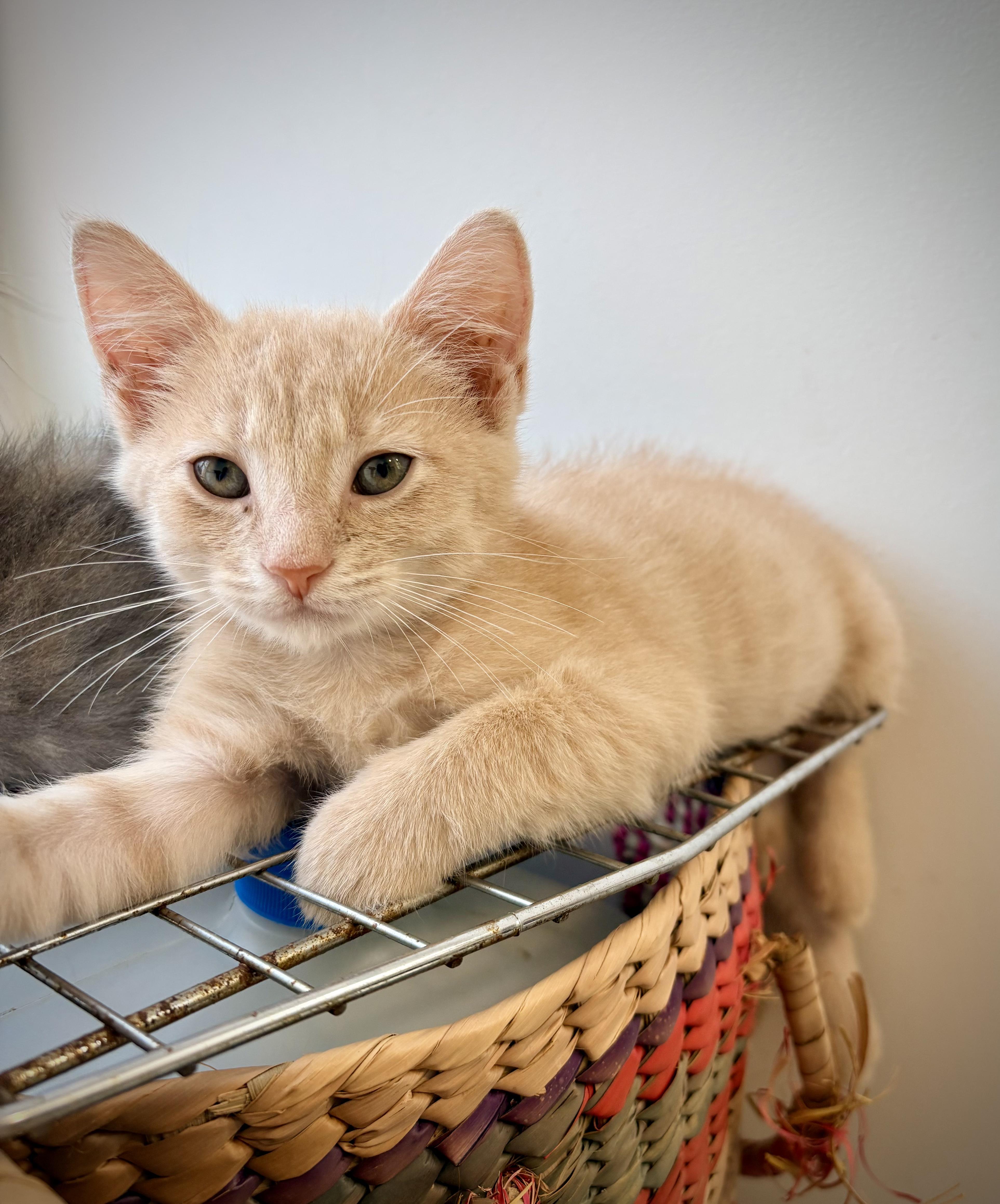 Noodle, adopted, Kitten Male Domestic Short Hair.