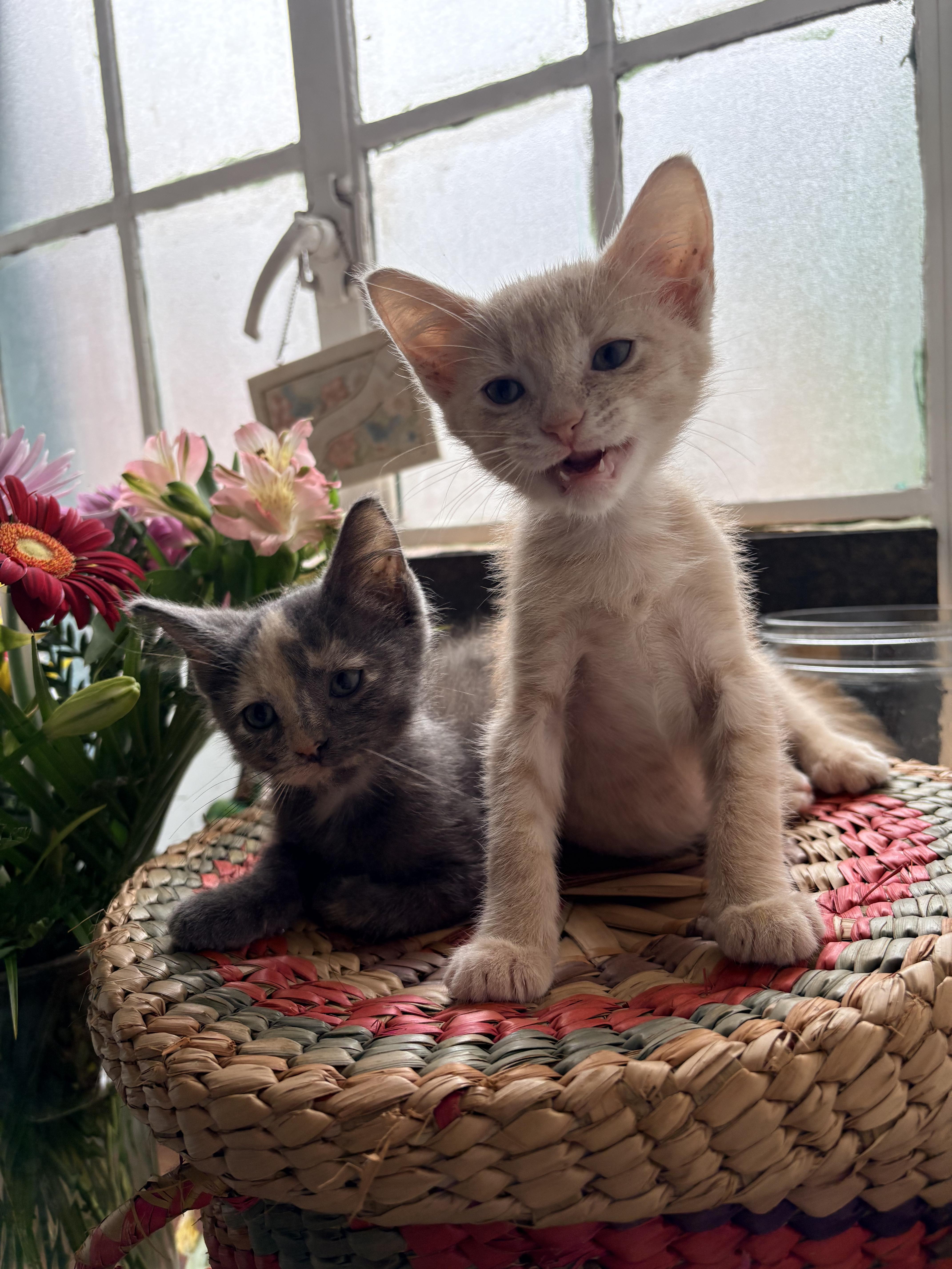 Noodle, an adopted Domestic Short Hair in Kalamazoo, MI image 4/5