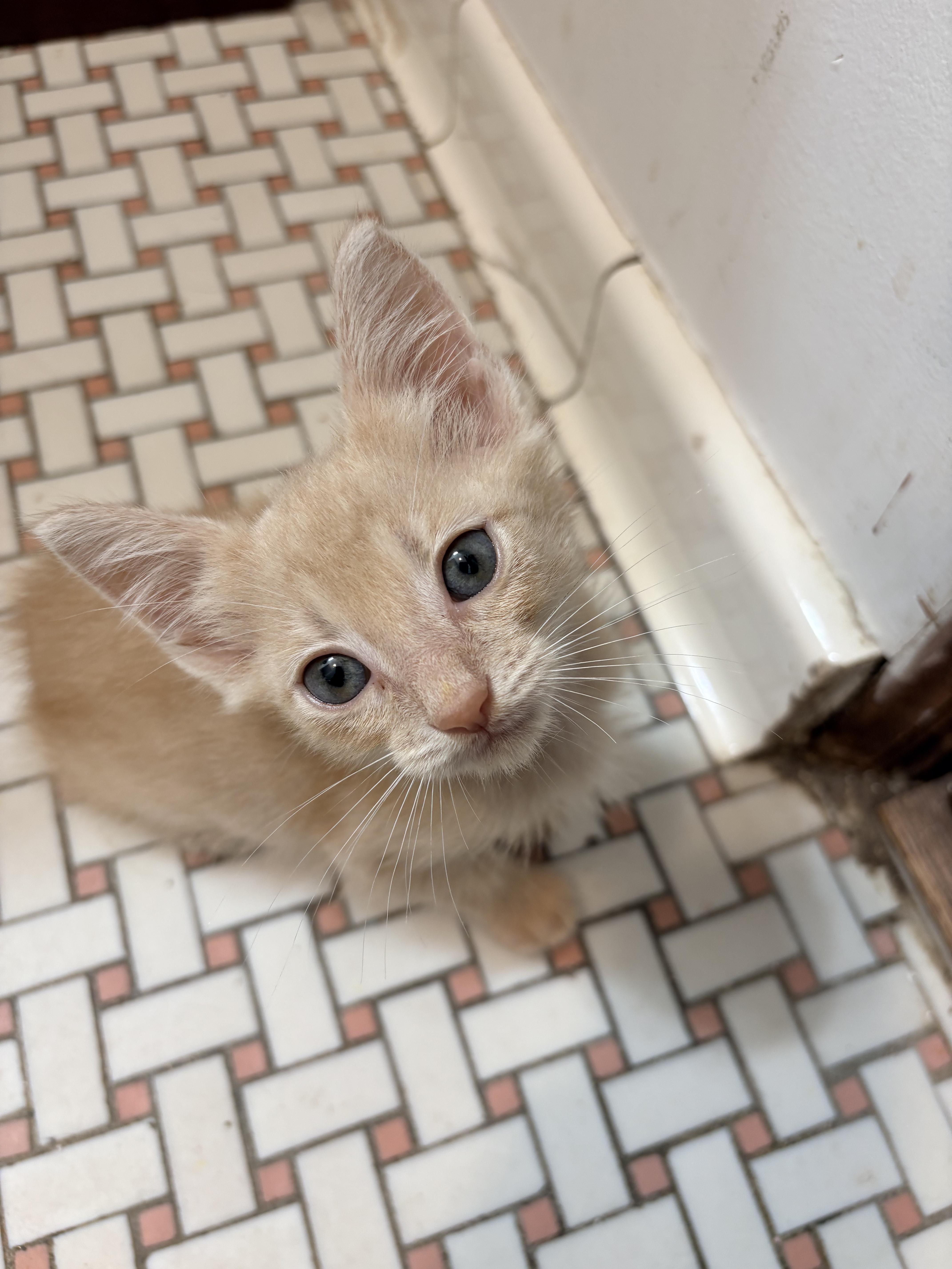 Noodle, an adopted Domestic Short Hair in Kalamazoo, MI image 3/5