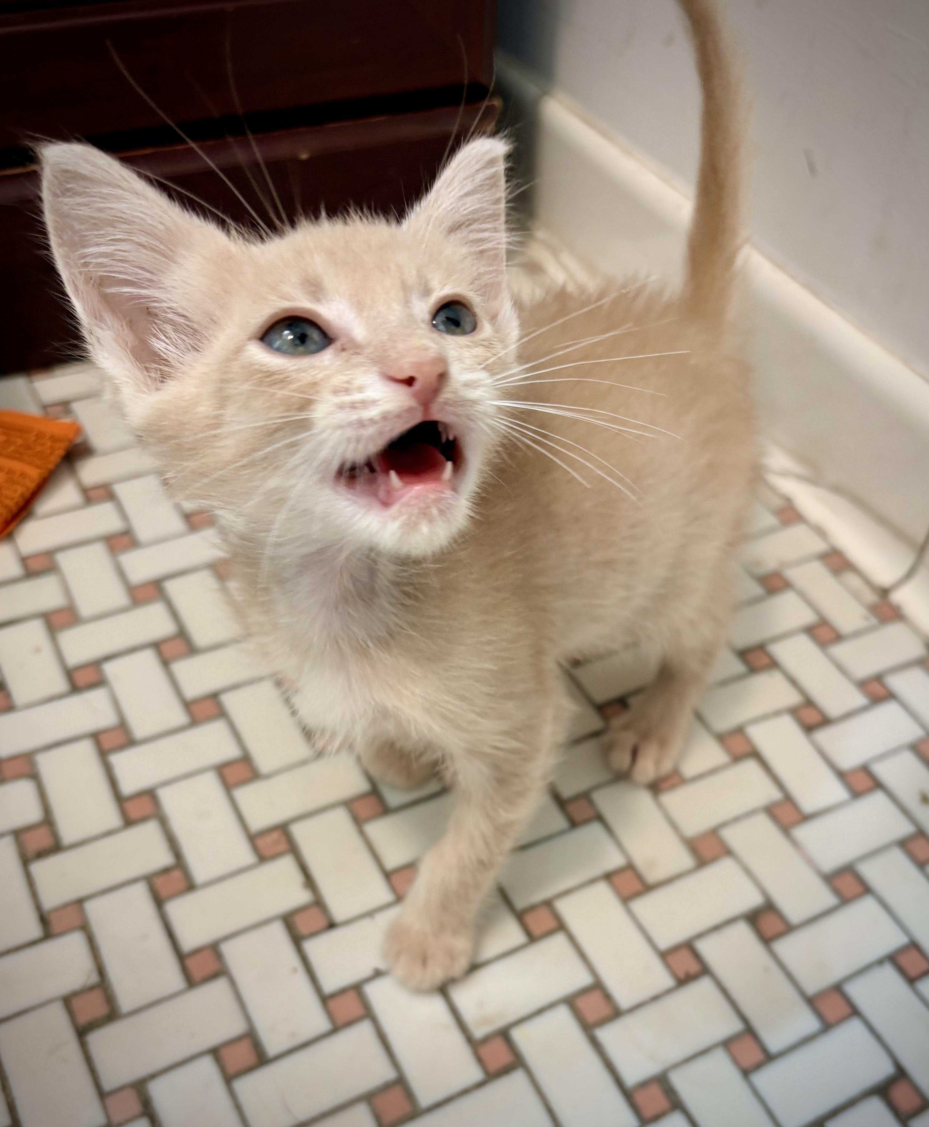 Noodle, an adopted Domestic Short Hair in Kalamazoo, MI image 2/5