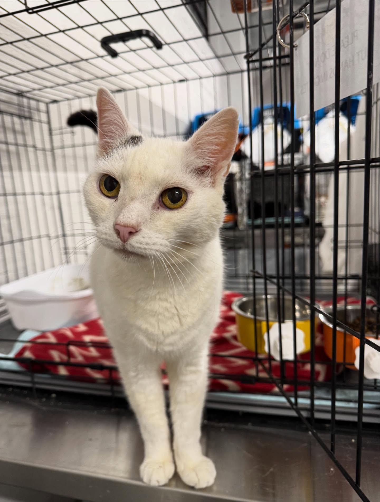 Jax, ADOPTABLE, Senior Male Domestic Short Hair.