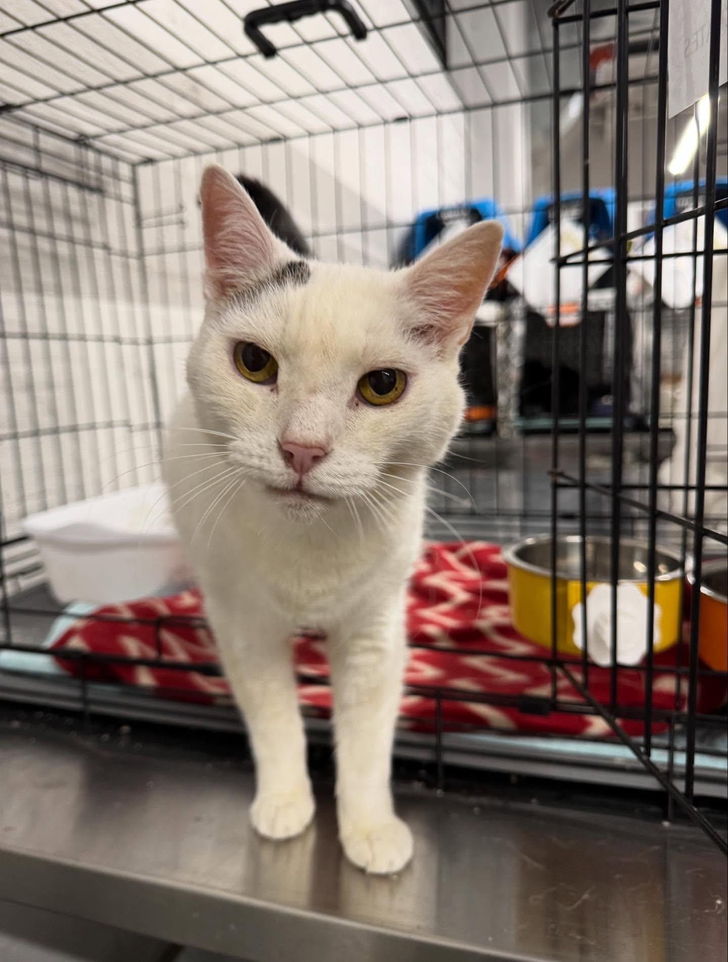 Enlarge Jax, a ADOPTABLE Domestic Short Hair in Philadelphia, PA image 2/3