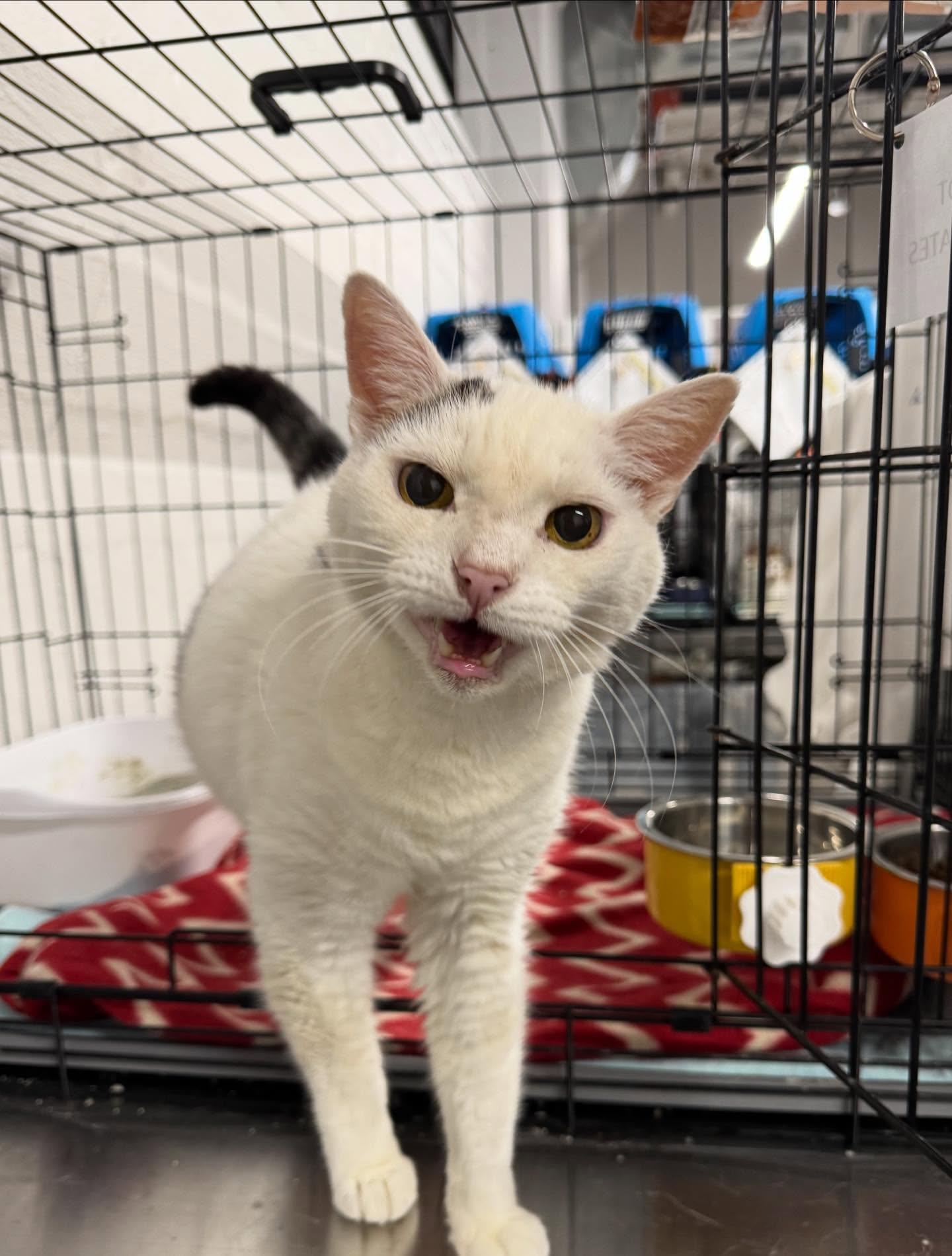 Enlarge Jax, a ADOPTABLE Domestic Short Hair in Philadelphia, PA image 3/3