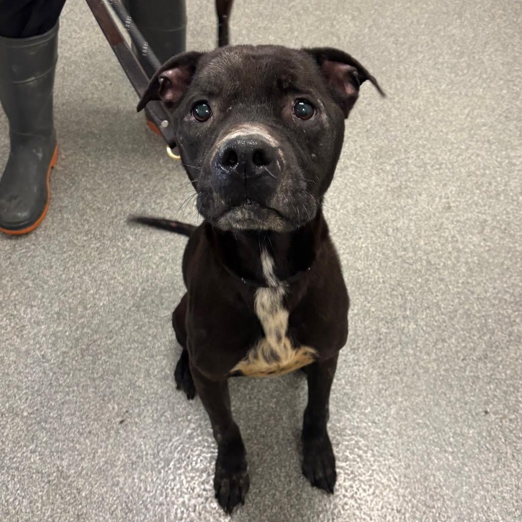 Haven, Adoptable, Senior Female Mixed Breed.