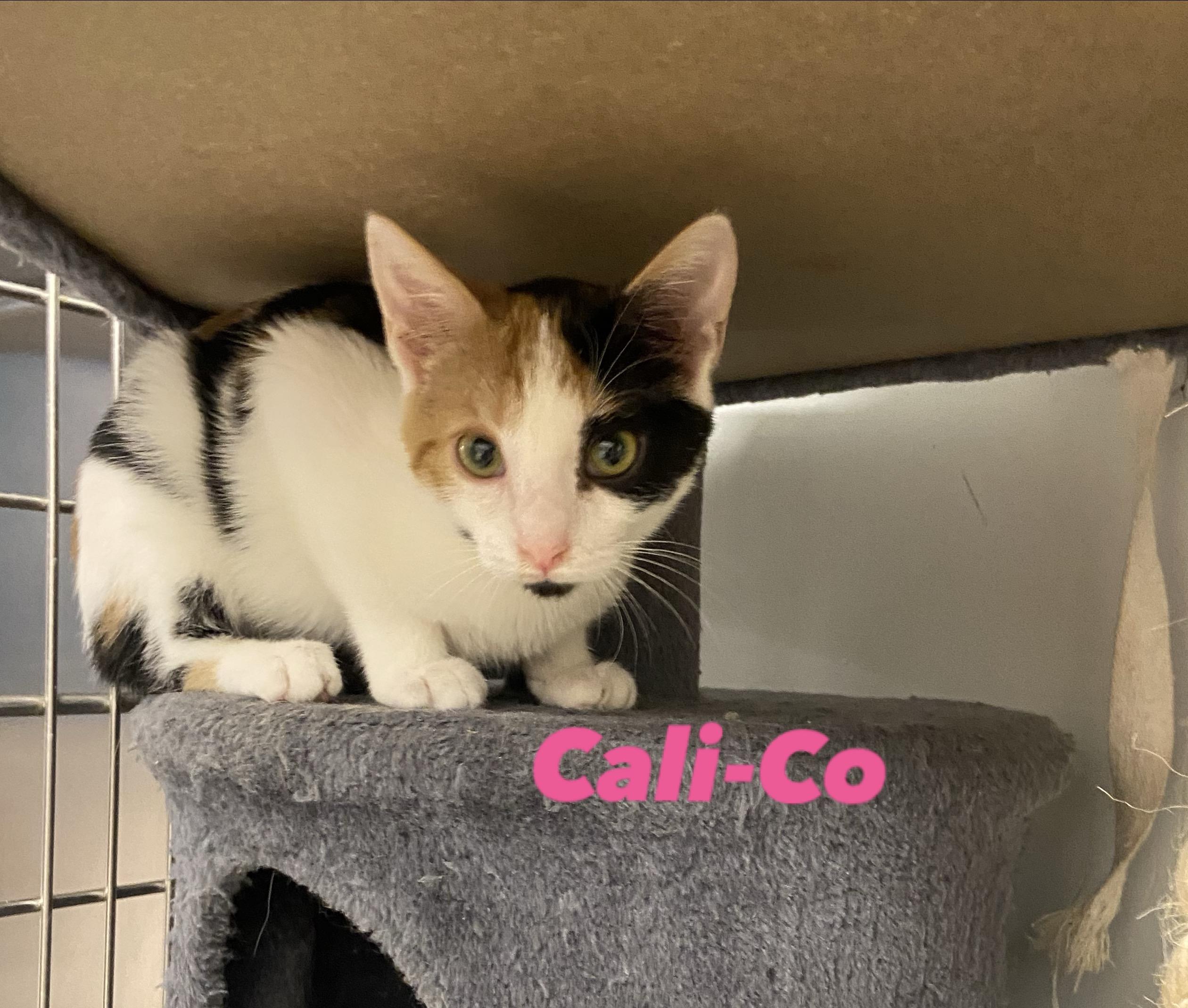 Cali-co