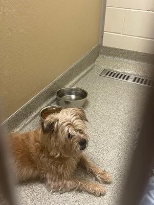 Chewy, adopted, Senior Male Mixed Breed.