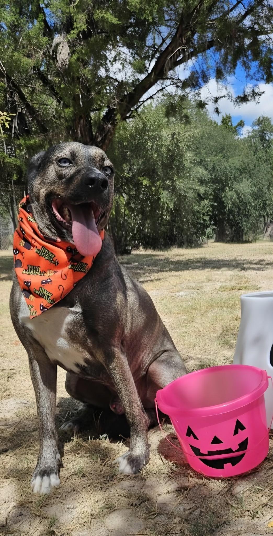 Austin, a Adoptable mixed breed in Lago Vista, TX image 3/8