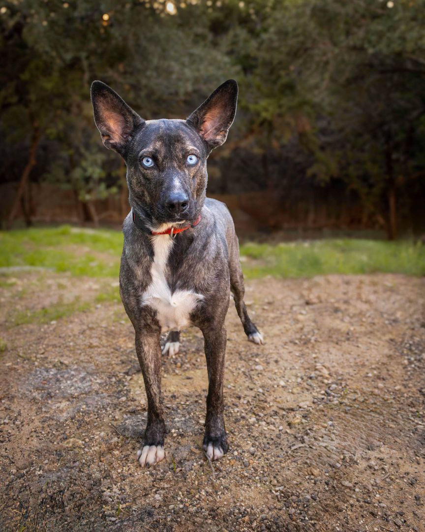 Enlarge Austin, a Adoptable mixed breed in Lago Vista, TX image 8/8