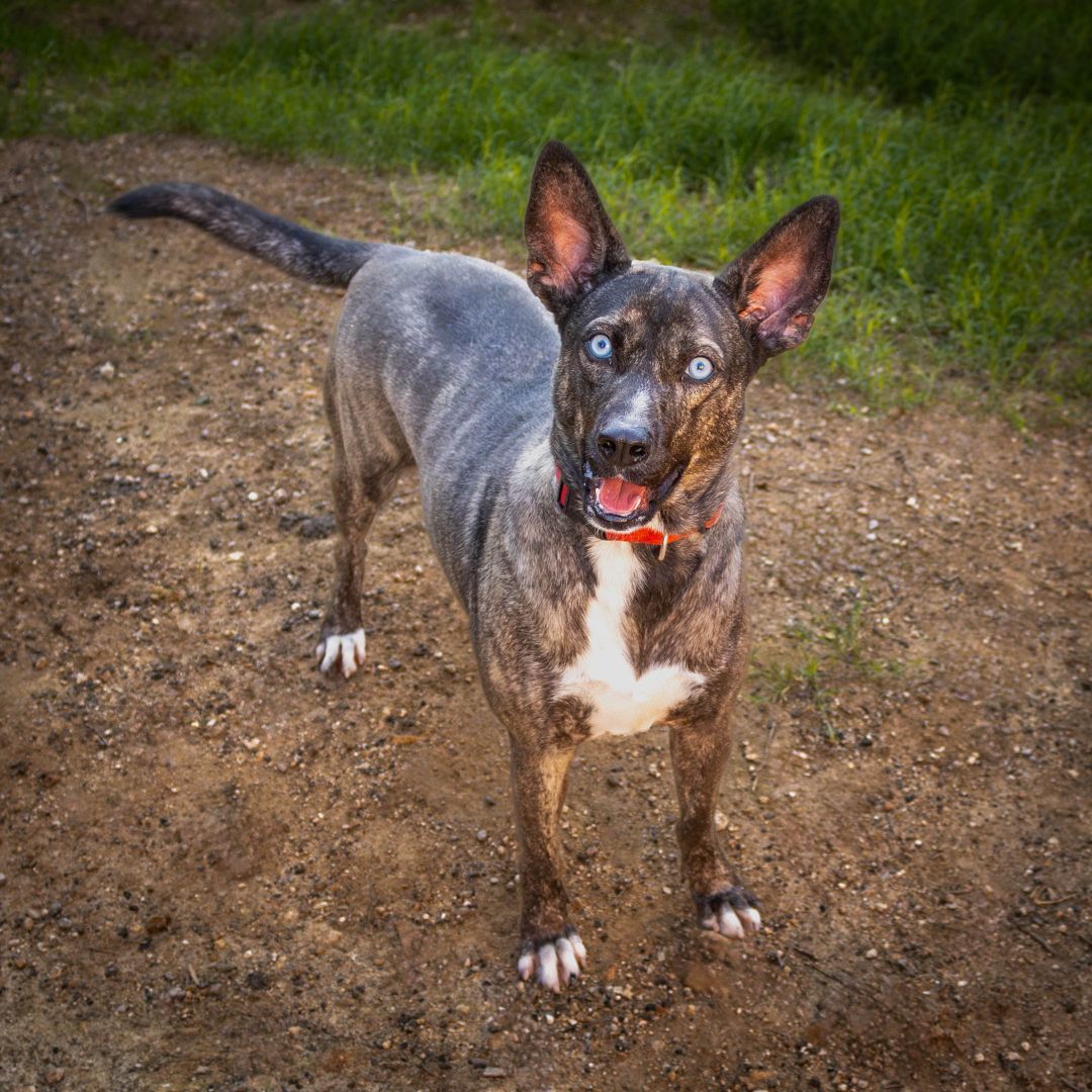 Austin, Adoptable, Adult Male German Shepherd Dog & Husky.