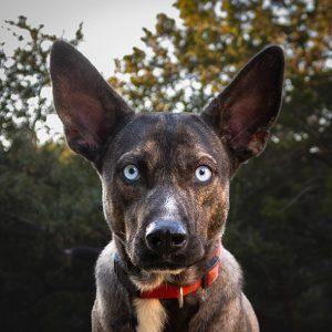 Austin, a Adoptable mixed breed in Lago Vista, TX image 1/8