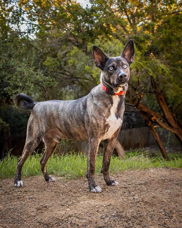 Austin, a Adoptable mixed breed in Lago Vista, TX image 5/8