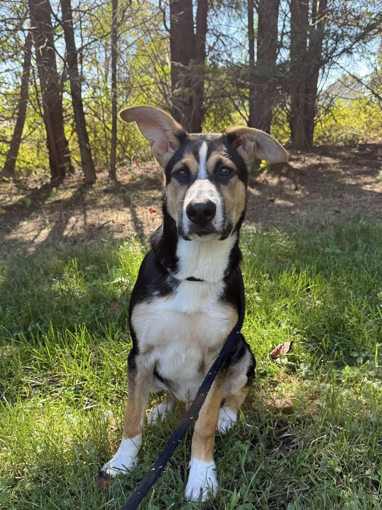 Duffy, Adoptable, Puppy Male Greater Swiss Mountain Dog.