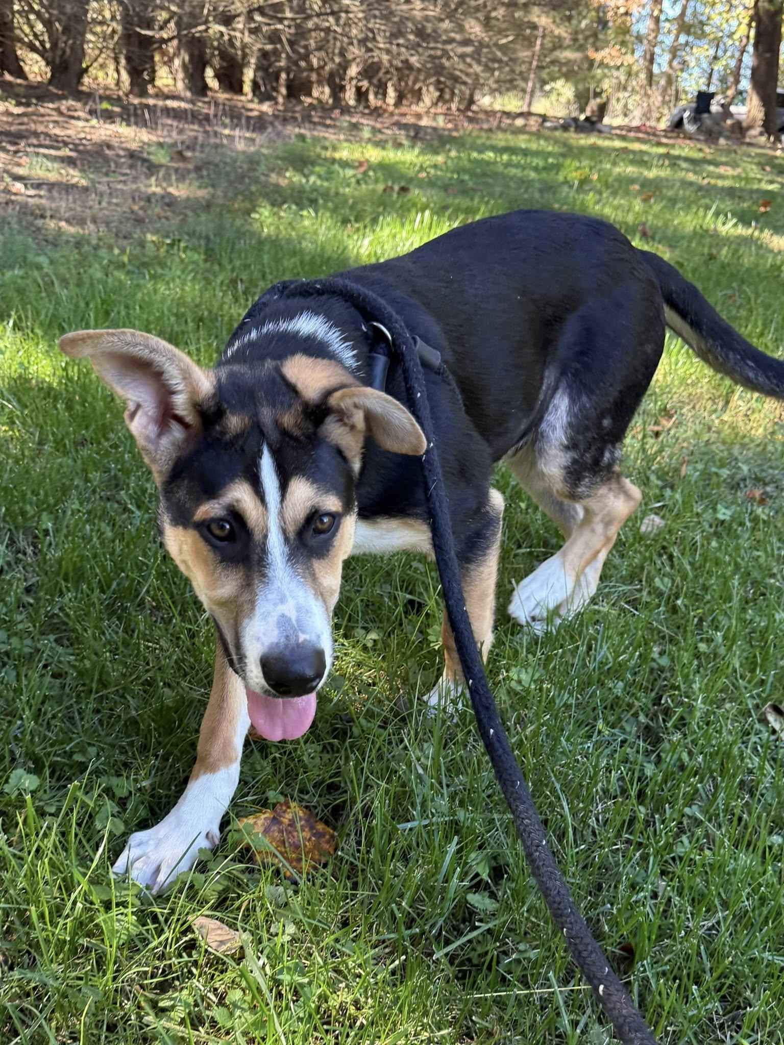 Duffy, a Adoptable Greater Swiss Mountain Dog in Salisbury, NC image 4/4