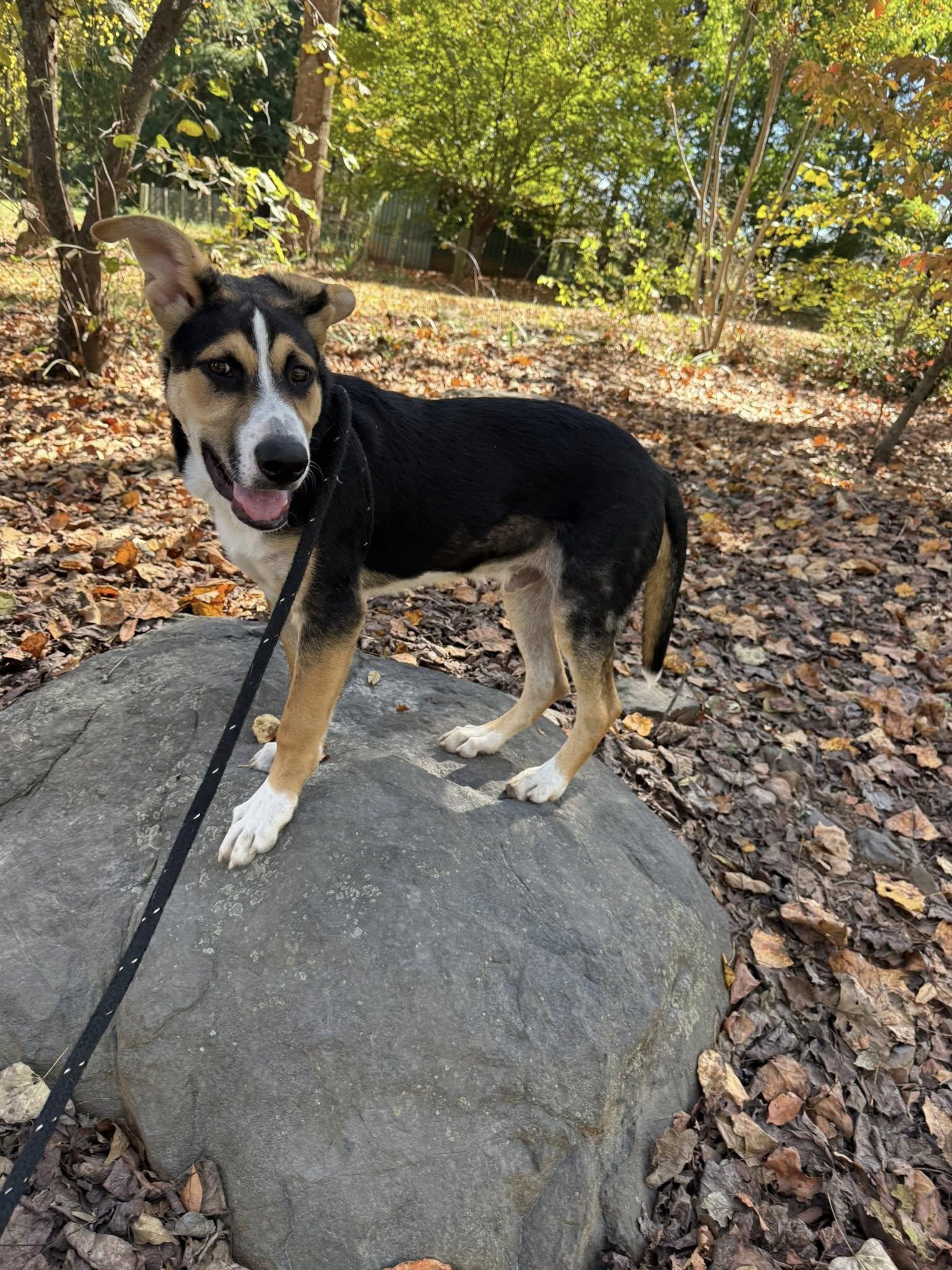 Duffy, a Adoptable Greater Swiss Mountain Dog in Salisbury, NC image 2/4