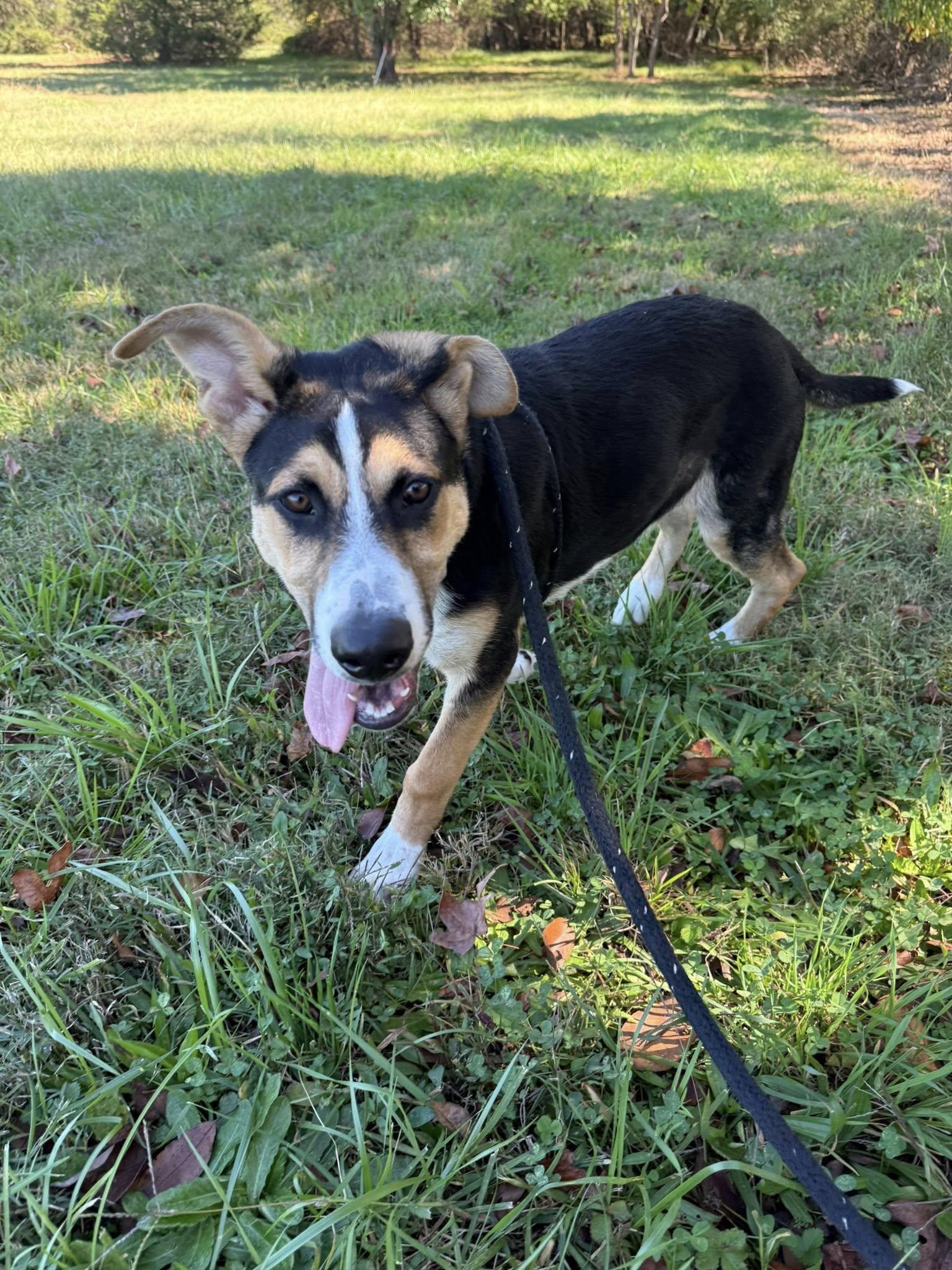 Duffy, a Adoptable Greater Swiss Mountain Dog in Salisbury, NC image 3/4