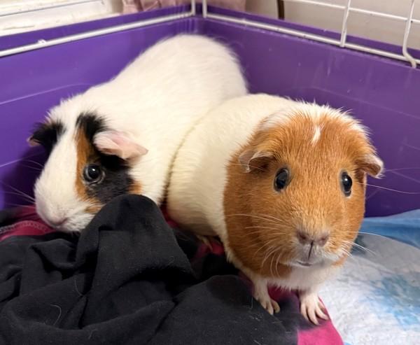 Bonnie, a Adoptable mixed breed in Staten Island, NY image 1/6