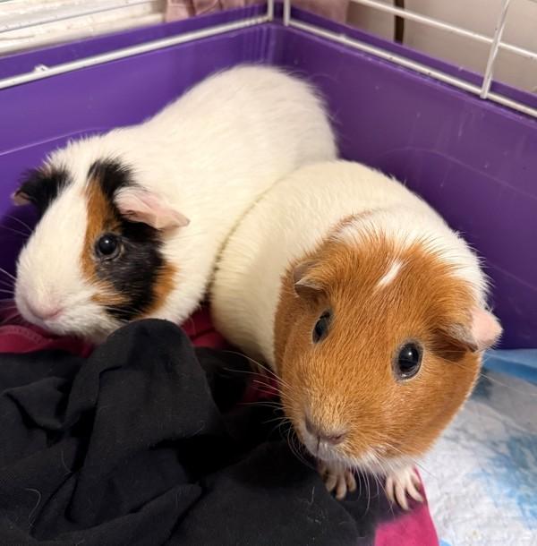 Bonnie, Adoptable, Adult Female Guinea Pig.
