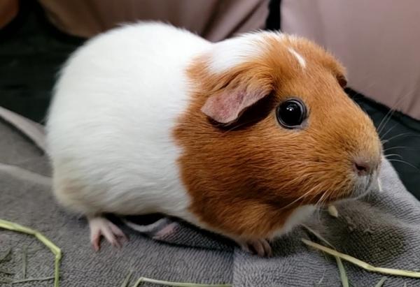 Bonnie, a Adoptable mixed breed in Staten Island, NY image 4/6