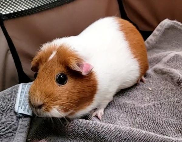 Bonnie, a Adoptable mixed breed in Staten Island, NY image 5/6