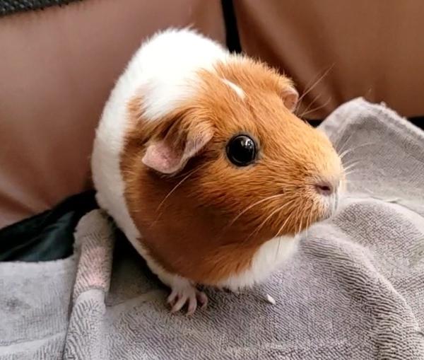 Bonnie, a Adoptable mixed breed in Staten Island, NY image 6/6