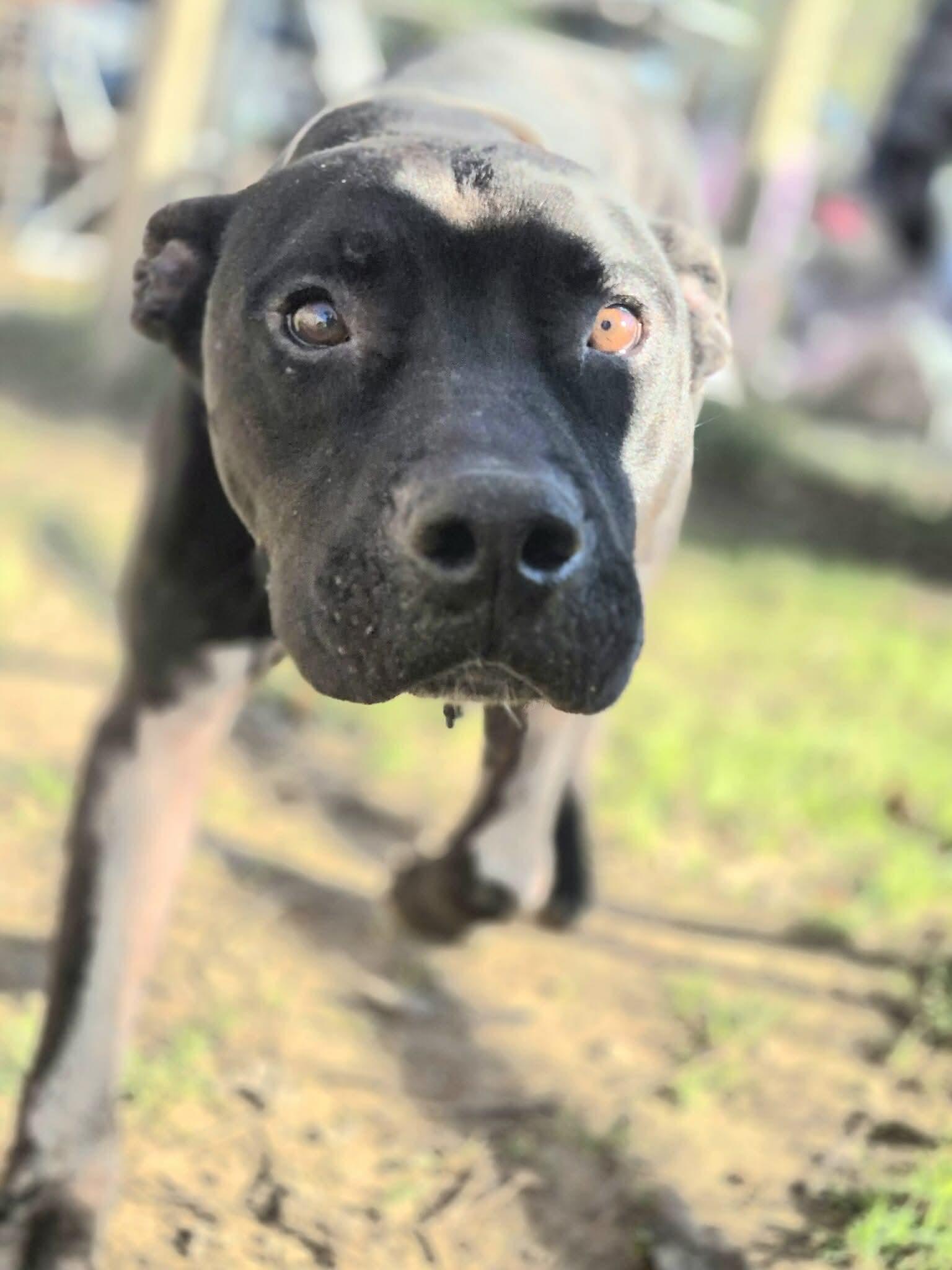 Noble, Adoptable, Adult Male Pit Bull Terrier.