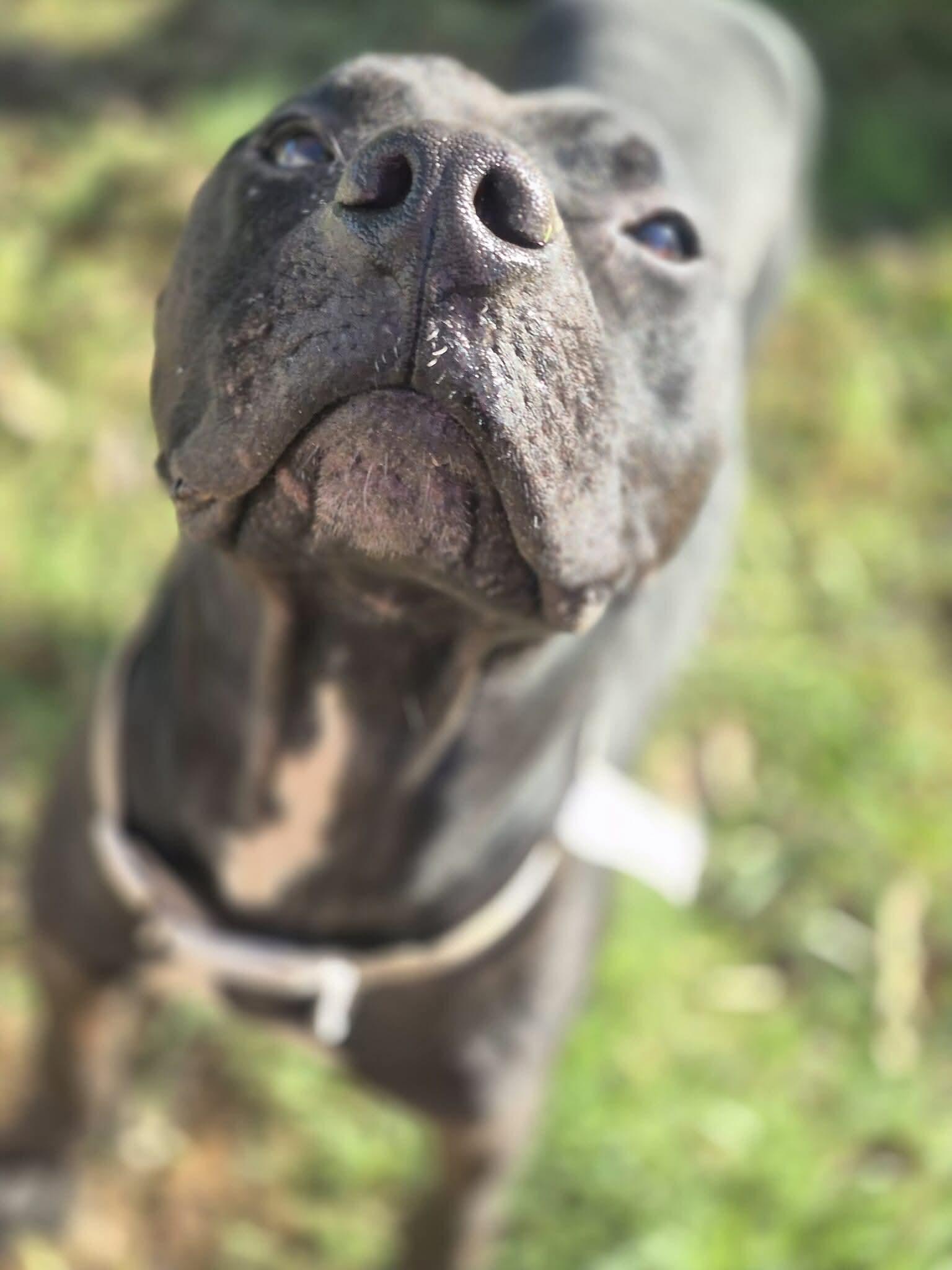 Enlarge Noble, a Adoptable mixed breed in Dover, AR image 2/6