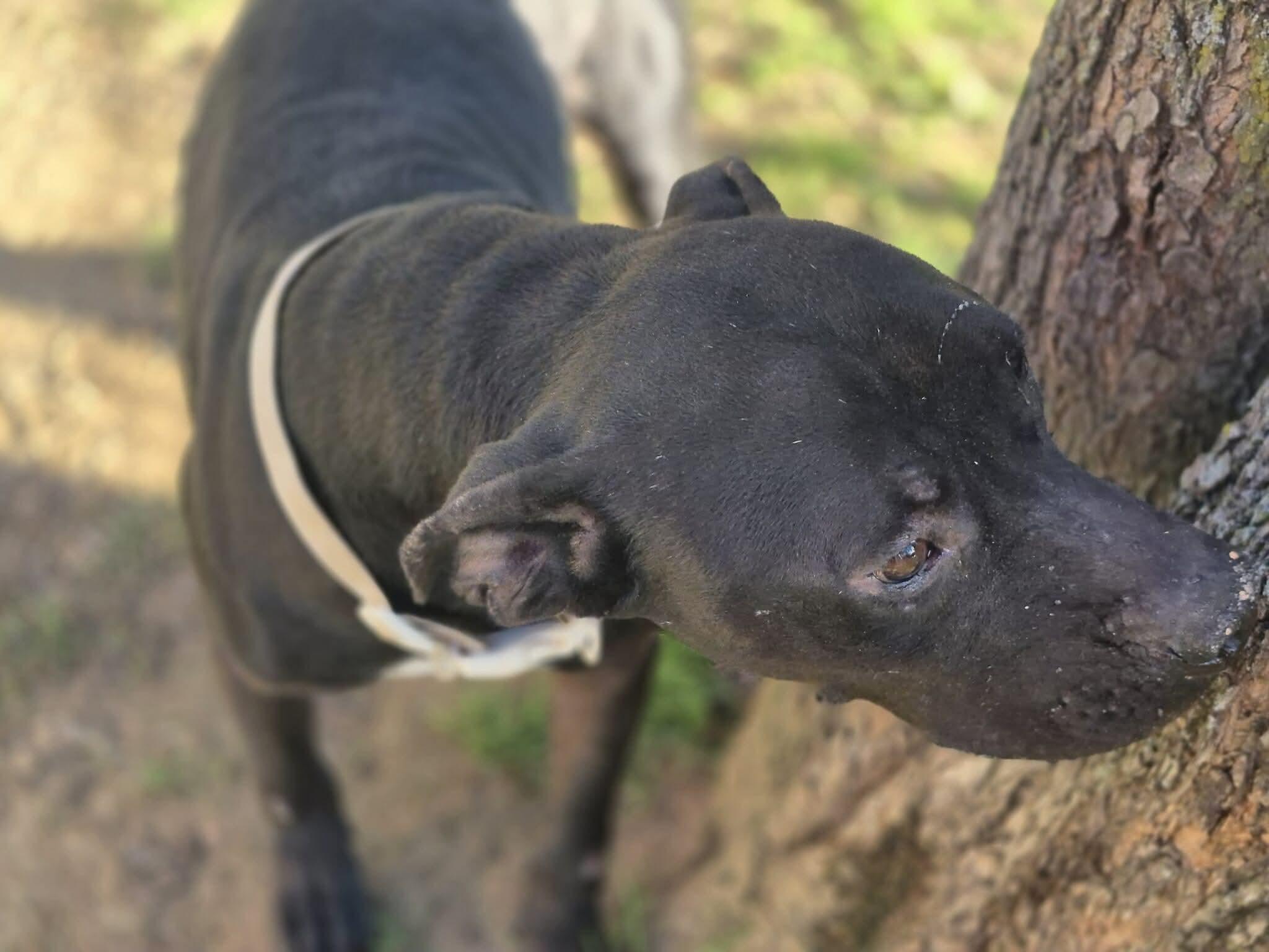 Enlarge Noble, a Adoptable mixed breed in Dover, AR image 3/6