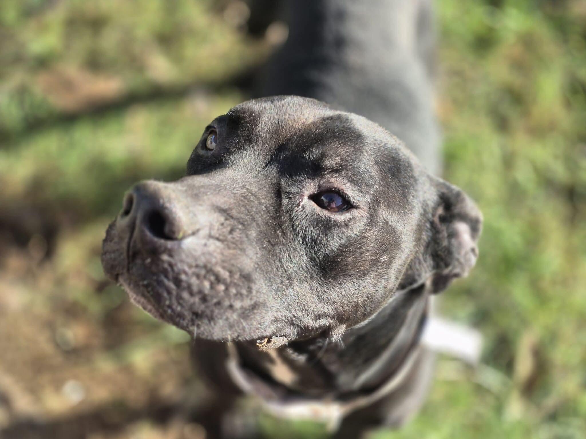 Enlarge Noble, a Adoptable mixed breed in Dover, AR image 4/6