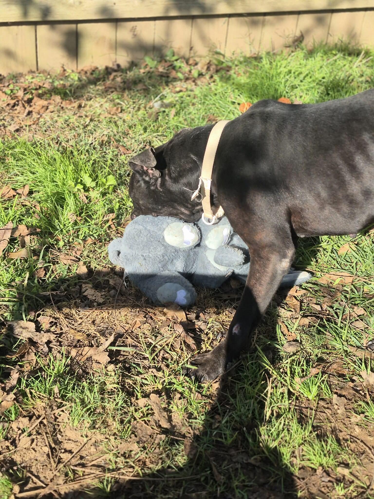 Enlarge Noble, a Adoptable mixed breed in Dover, AR image 5/6