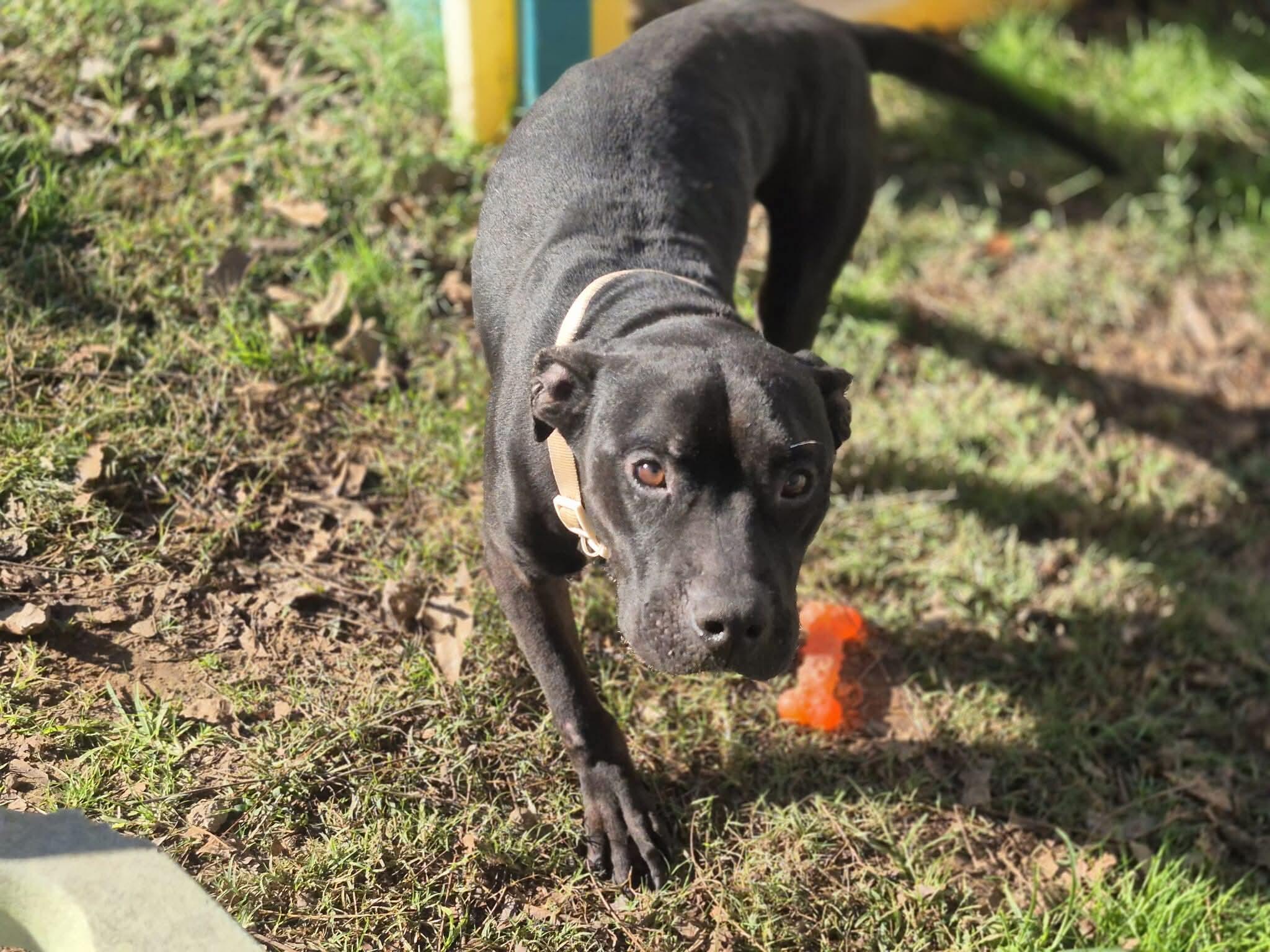 Enlarge Noble, a Adoptable mixed breed in Dover, AR image 6/6