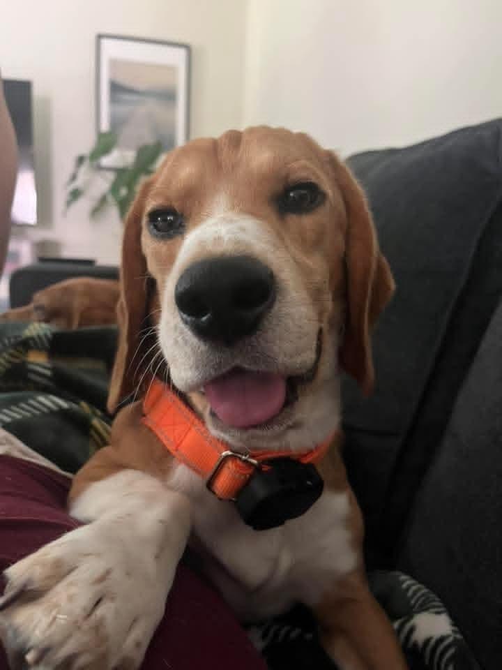 Scooter (9), a Adoptable Beagle in Wausau, WI image 1/6