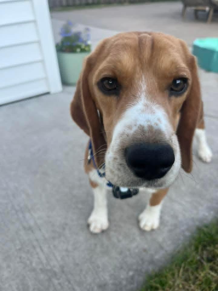 Scooter (9), a Adoptable Beagle in Wausau, WI image 2/6