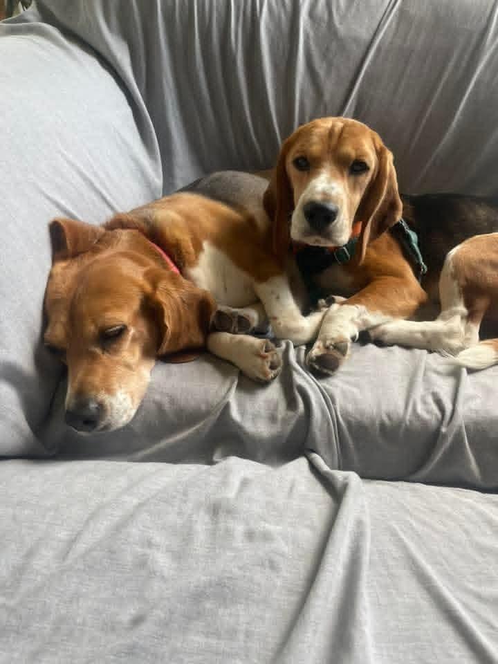 Scooter (9), a Adoptable Beagle in Wausau, WI image 3/6