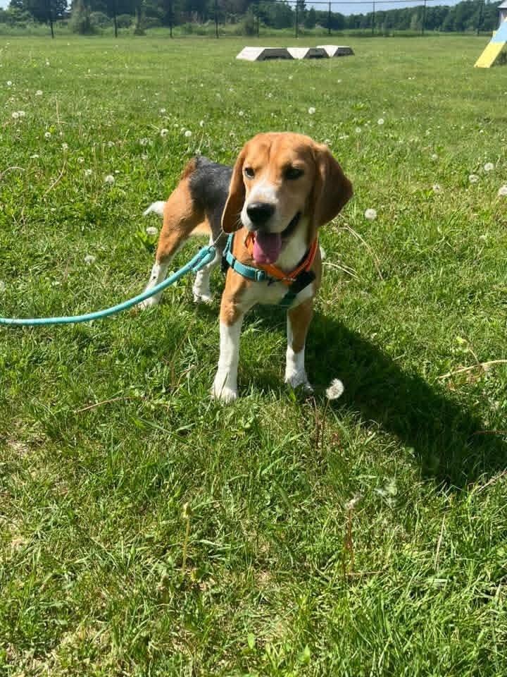 Scooter (9), a Adoptable Beagle in Wausau, WI image 4/6