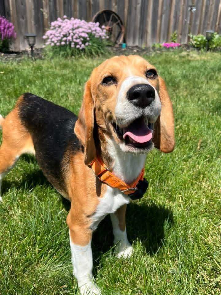 Scooter (9), a Adoptable Beagle in Wausau, WI image 5/6
